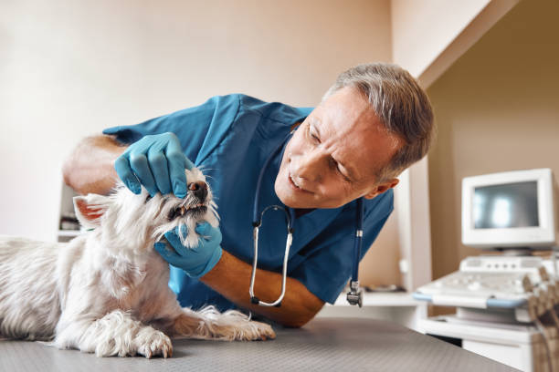 Best Walk-In Emergency Dentist in Galena, IN